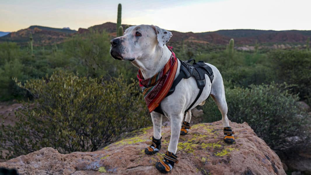 Cool Whip testing out the Kurgo step n go dog boots over rough surfaces.