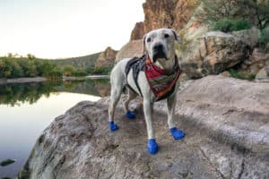 Cool Whip the dog hiking in Pawz Dog Boots