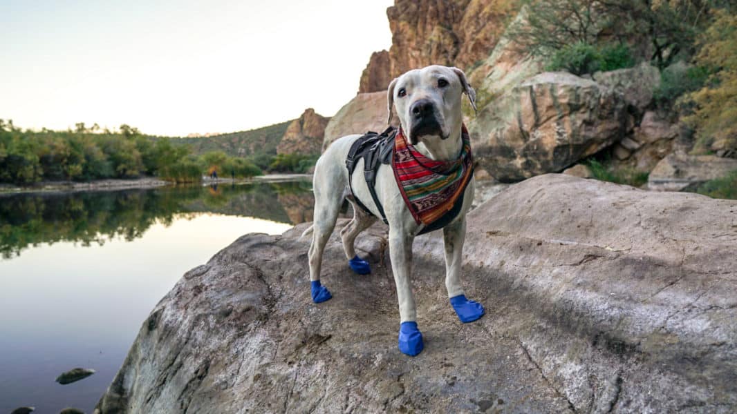 Cool whip trying out Pawz, that are good for hot surfaces, or protect paw pads.