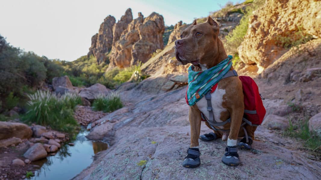 Hercules testing out Ruffwear grip trex dog boots