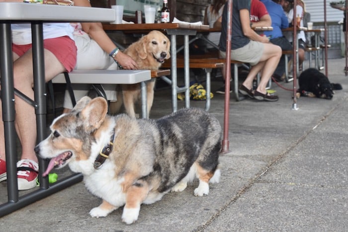 Davis's Pub is one of several pet-friendly restaurants in Annapolis's Eastport neighborhood. (Corgi, golden retriever, and German Shepherd mix sit at picnic tables with their people.)
