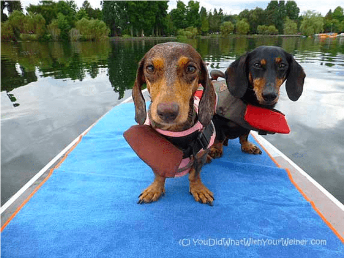 Gretel and Chester the dachshunds in life vests on a paddleboard in Seattle, WA