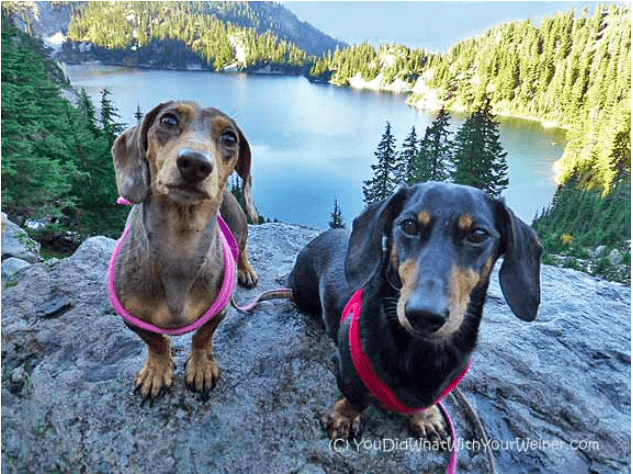 Gretel and Chester the dachshunds sitting on a rock with an alpine lake near Seattle, WA in the background 