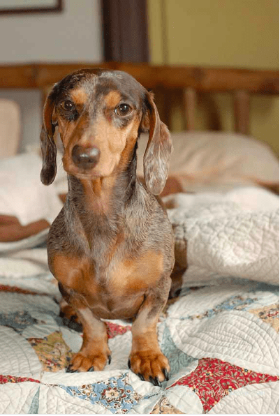 Gretel the dachshund standing on a bed