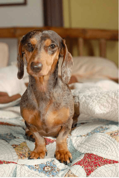 Chú chó dachshund Gretel đang đứng trên giường