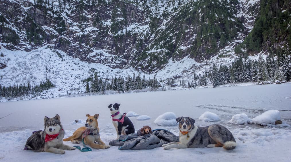 Dogs resting after a pet-friendly hike to Heather Lake near Seattle, WA