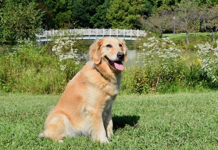 Honey the golden retriever loved pet-friendly Quiet Waters Park in Annapolis. (golden retriever sitting with bridge in background.)