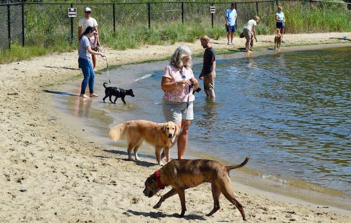 Honey and Pam love the dog beach at Quiet Waters park in pet-friendly Annapolis. (golden retriever and other dogs at dog beach.)