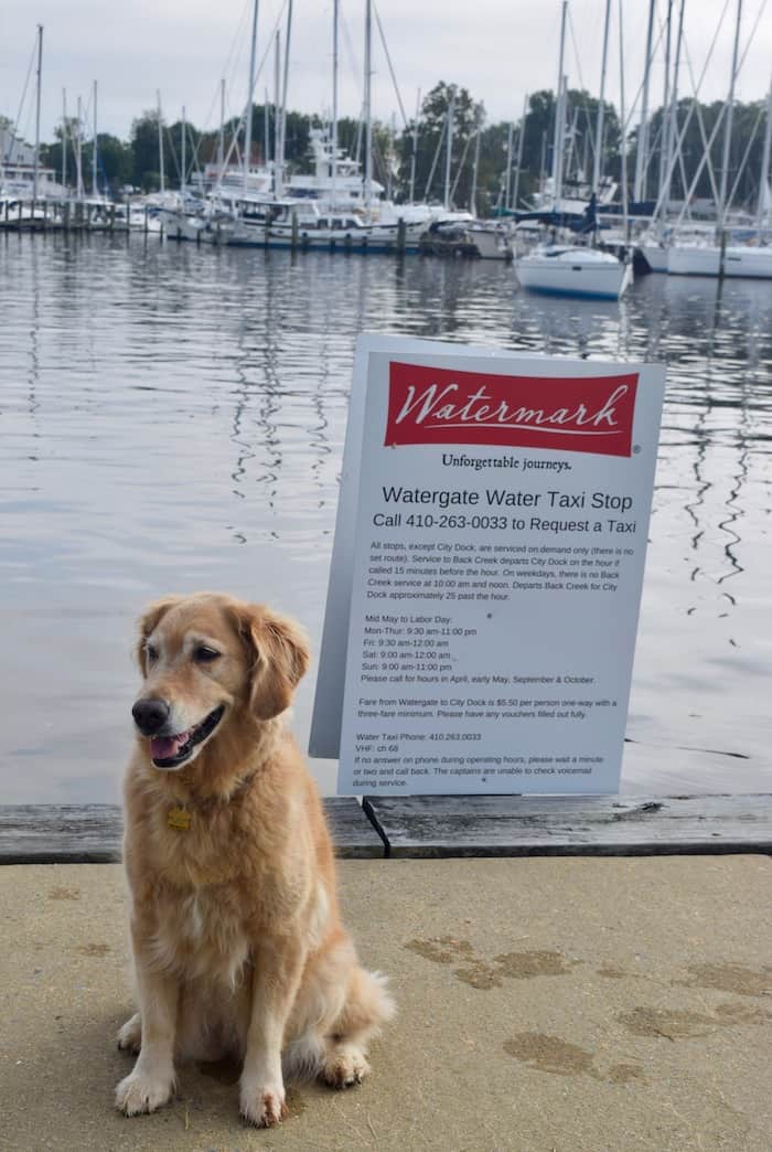 Honey the golden retriever waits for the pet friendly water taxi in Annapolis's Eastport neighborhood. (golden retriever in front of water taxi sign).