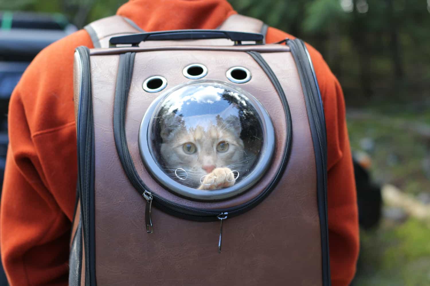 Fish the cat riding in a "spaceship" style backpack cat carrier that makes a great gift for your adventure cat