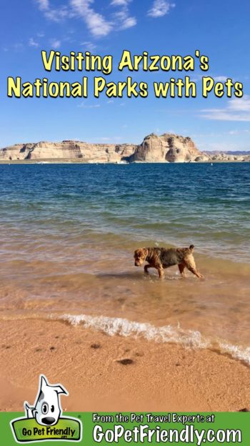 Dog in the water at a pet-friendly beach in Glen Canyon National Recreation Area in Arizona