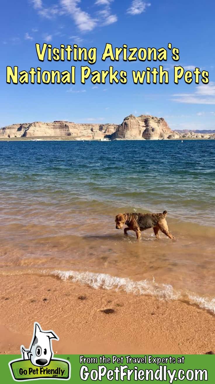 Dog in the water at a pet-friendly beach in Glen Canyon National Recreation Area in Arizona