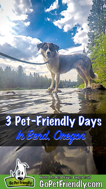 Sora the dog wading in the Deschutes River in pet-friendly Bend, Oregon