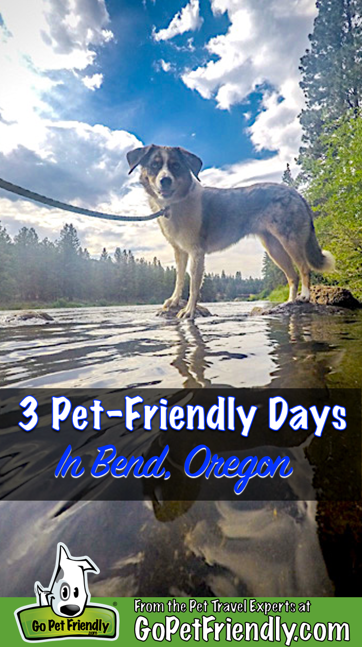 Pet-friendly dog ​​Sora wades the Deschutes River in Bend, Oregon