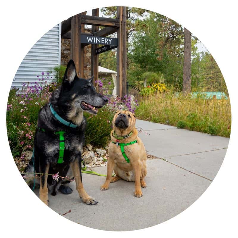 Buster and Ty, the GoPetFriendly.com dogs, sitting outside a pet-friendly winery