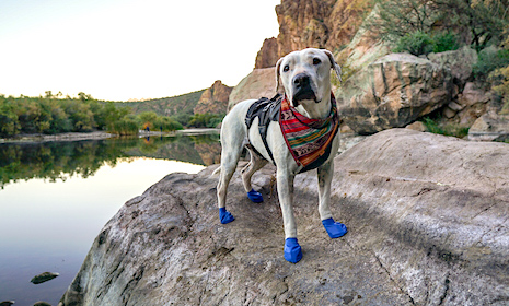 Wear blue boots and colorful bandanas to whip your dog cool on a pet-friendly hike