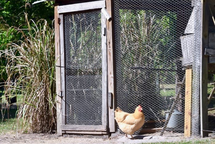 Chicken at the dog-friendly Marjorie Kinnan Rawlings House Museum.