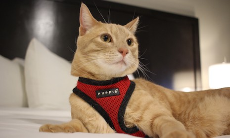 Vis de kat rustend op een huisdiervriendelijk hotelbed in zijn Puppia kattentuig
