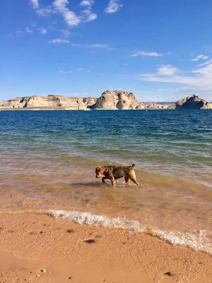 Dog in the water at a pet-friendly beach in Glen Canyon National Recreation Area in Arizona