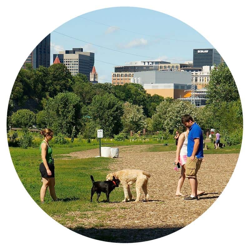 Two dogs playing in High Bridge Dog Park in Minneapolis, MN while a woman and man watch