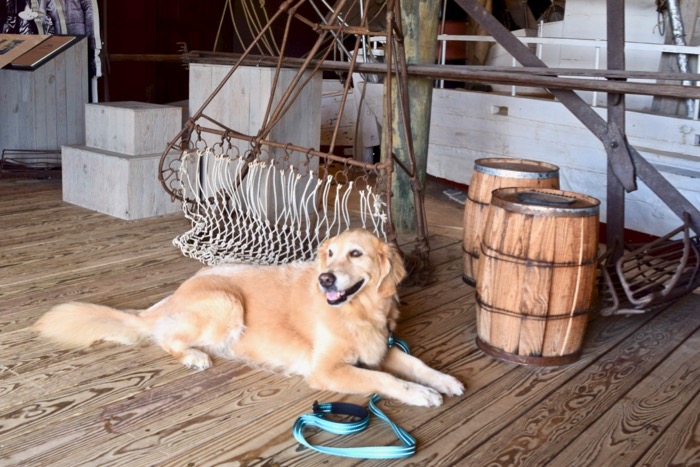 St Michael's Maritime Museum is one of many pet-friendly museums. (golden retriever lying down at maritime exhibit)