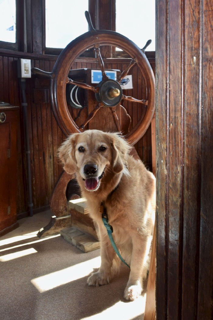 Maritime museums like one in St Michael's are often pet-friendly (golden retriever at wheel of wooden boat).