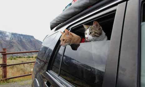 Two cats looking out the car window