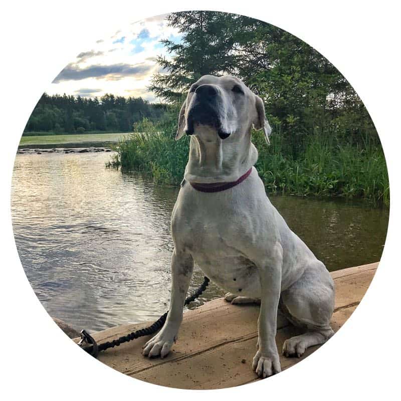 Dog sitting on bridge over the Mississippi River at pet-friendly Itasca State Park in northern Minnesota