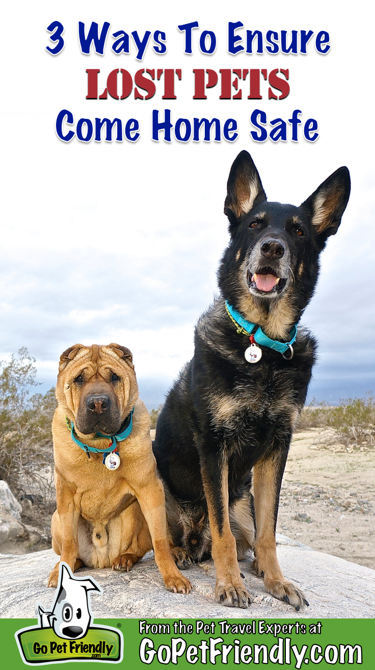 Ty the Shar-pei and Buster the German Shepherd from GoPetFriendly.com sitting on a rock near Palm Springs, CA