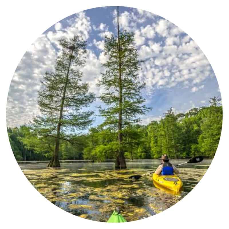 Person kayaking in a cypress swamp in Mississippi River State Park in Arkansas