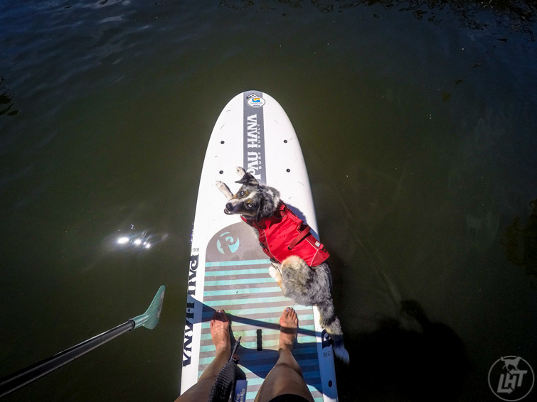 Sora the dog wearing a life jacket and riding on a paddle board in pet-friendly Bend, Oregon