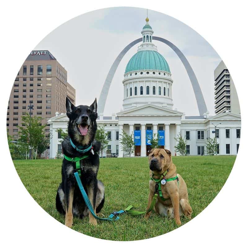 Buster and Ty, the GoPetFriendly.com dogs, at the Gateway Arch in St. Louis, MO