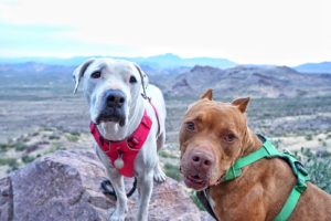 Cool Whip and Hercules, two pitbulls, hiking on a pet-friendly trail with mountains in the background