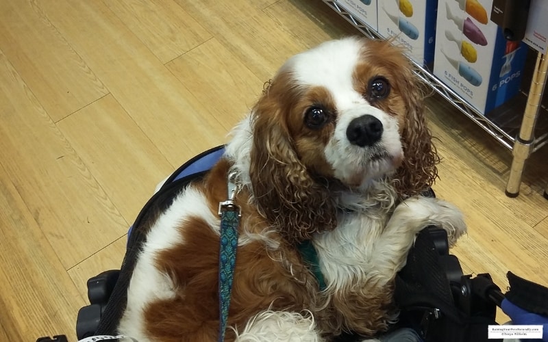 Dexter the Cocker Spaniel visiting the pet-friendly Fitger's Shopping Mall in Duluth, MN