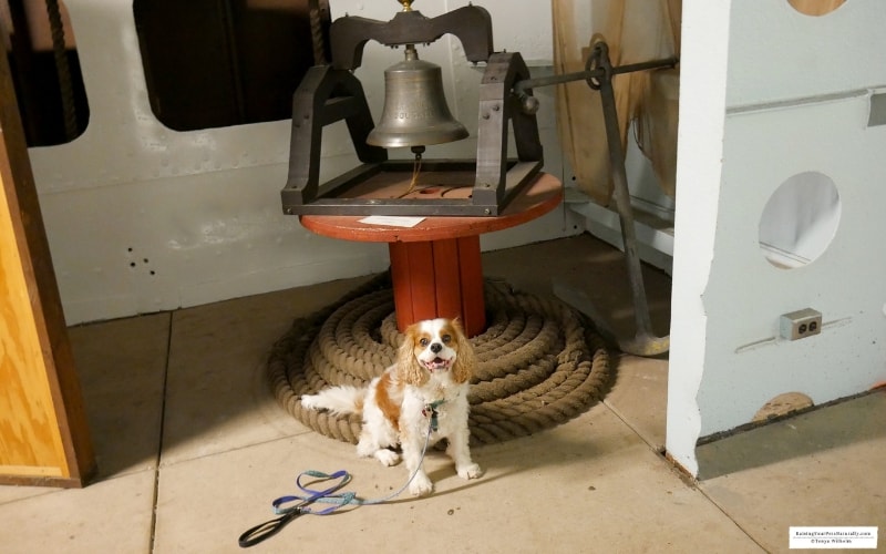 Dexter the Cocker Spaniel visiting the pet-friendly SS Meteor Whaleback Ship Museum in Superior, WI