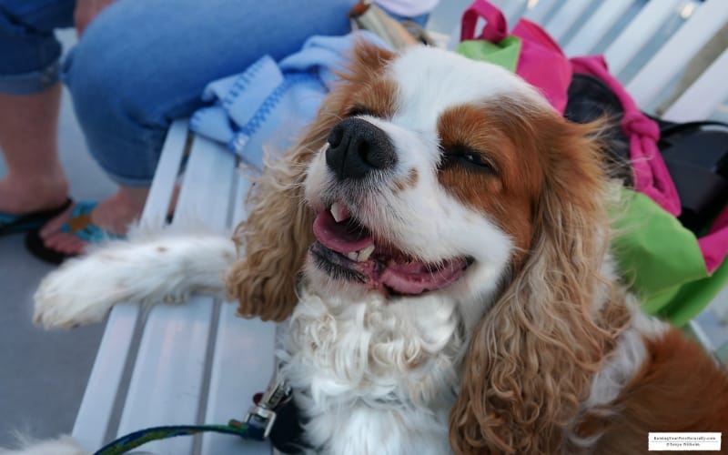 Dexter the Cocker Spaniel on the pet-friendly Shoreline Sightseeing Architecture Tour in Chicago, IL