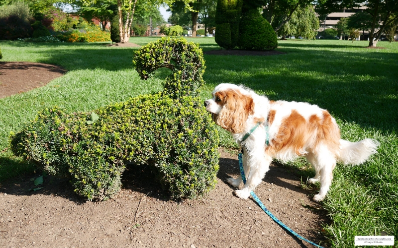 Dexter the Cocker Spaniel sniffing a dog topiary at the Topiary Park in Columbus, OH