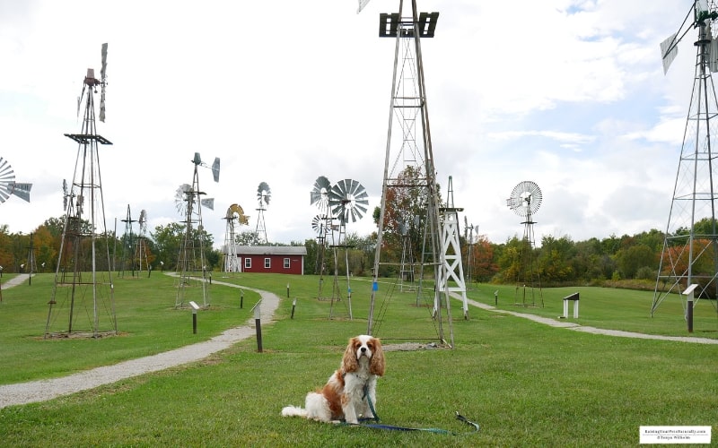 Dexter the Cocker Spaniel at the pet-friendly Mid-America Windmill Museum in Kendallville, IN