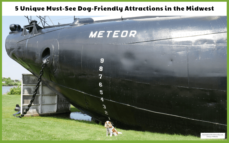 Dexter the Cocker Spaniel visiting the pet-friendly SS Meteor Whaleback Ship Museum in Superior, WI
