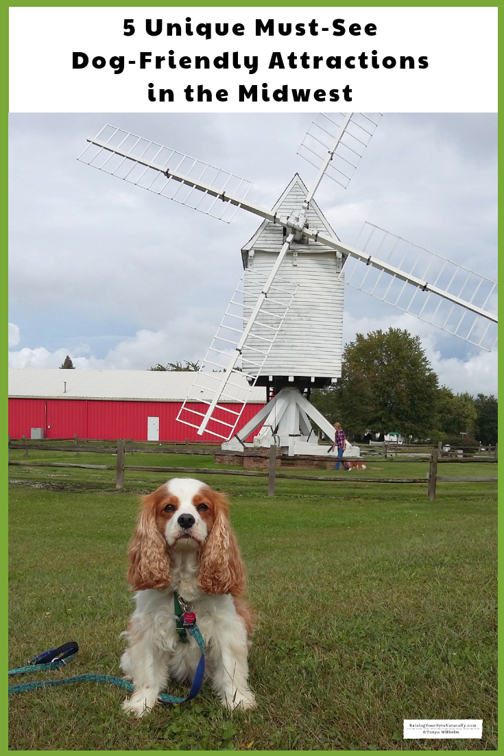 Dexter the Cocker Spaniel at the pet-friendly Mid-America Windmill Museum in Kendallville, IN 