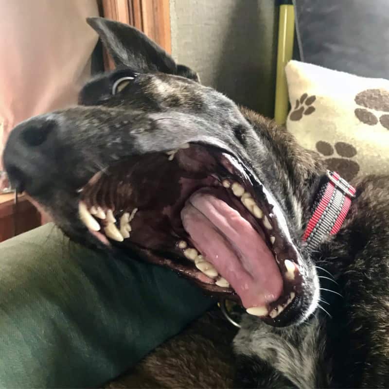 Close-up of brindle dog with his mouth wide open