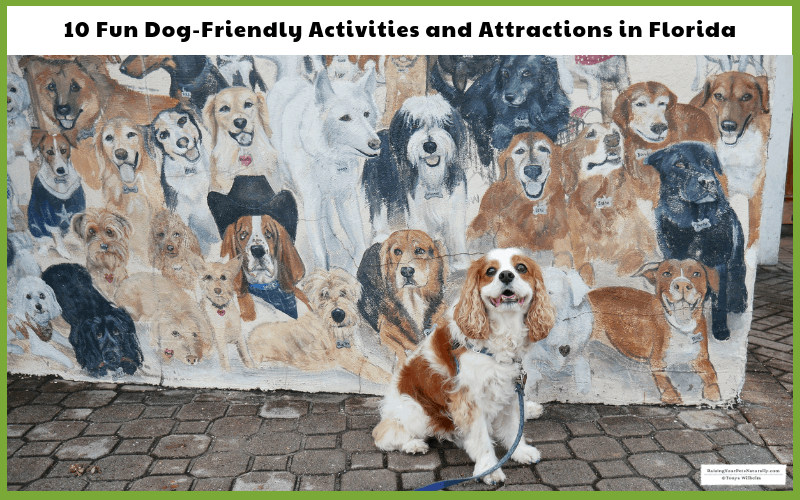 Cocker Spaniel dog, Dexter, in front of a dog mural in pet friendly Florida