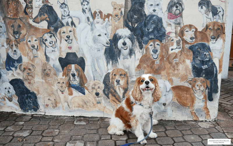 Dexter the Cocker Spaniel dog in pet friendly Dogedin, Dunedin, Florida