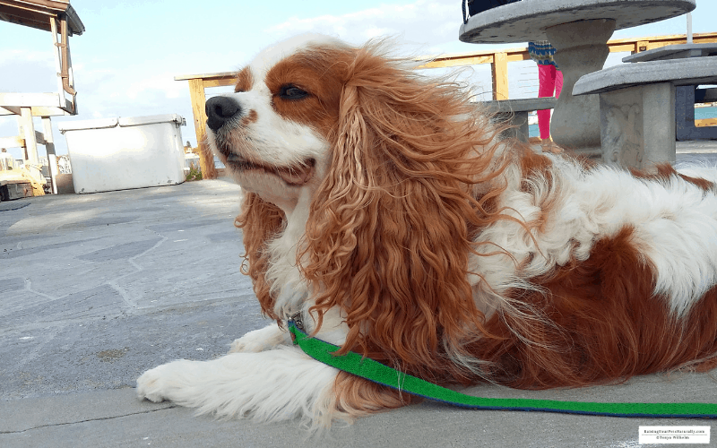 Dexter the Cocker Spaniel dog at pet friendly Shell Key Shuttle in St. Pete Beach, Florida