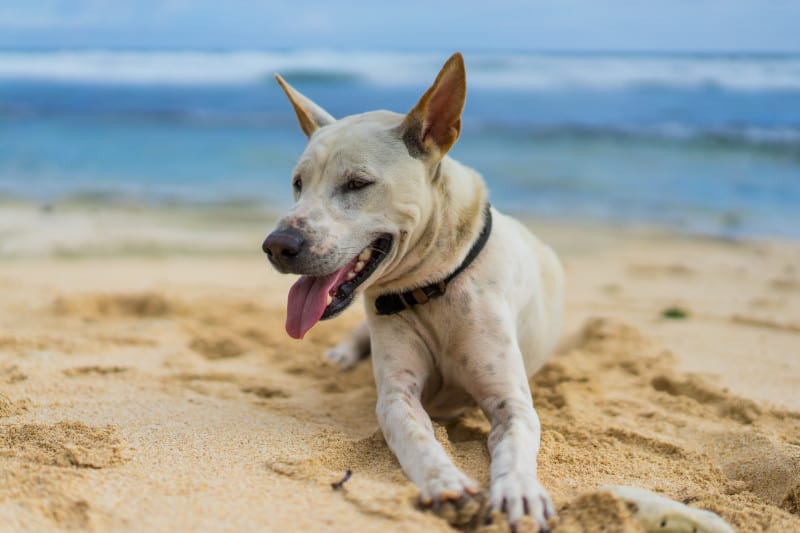 White dog laying on the beach with ocean waves in the background