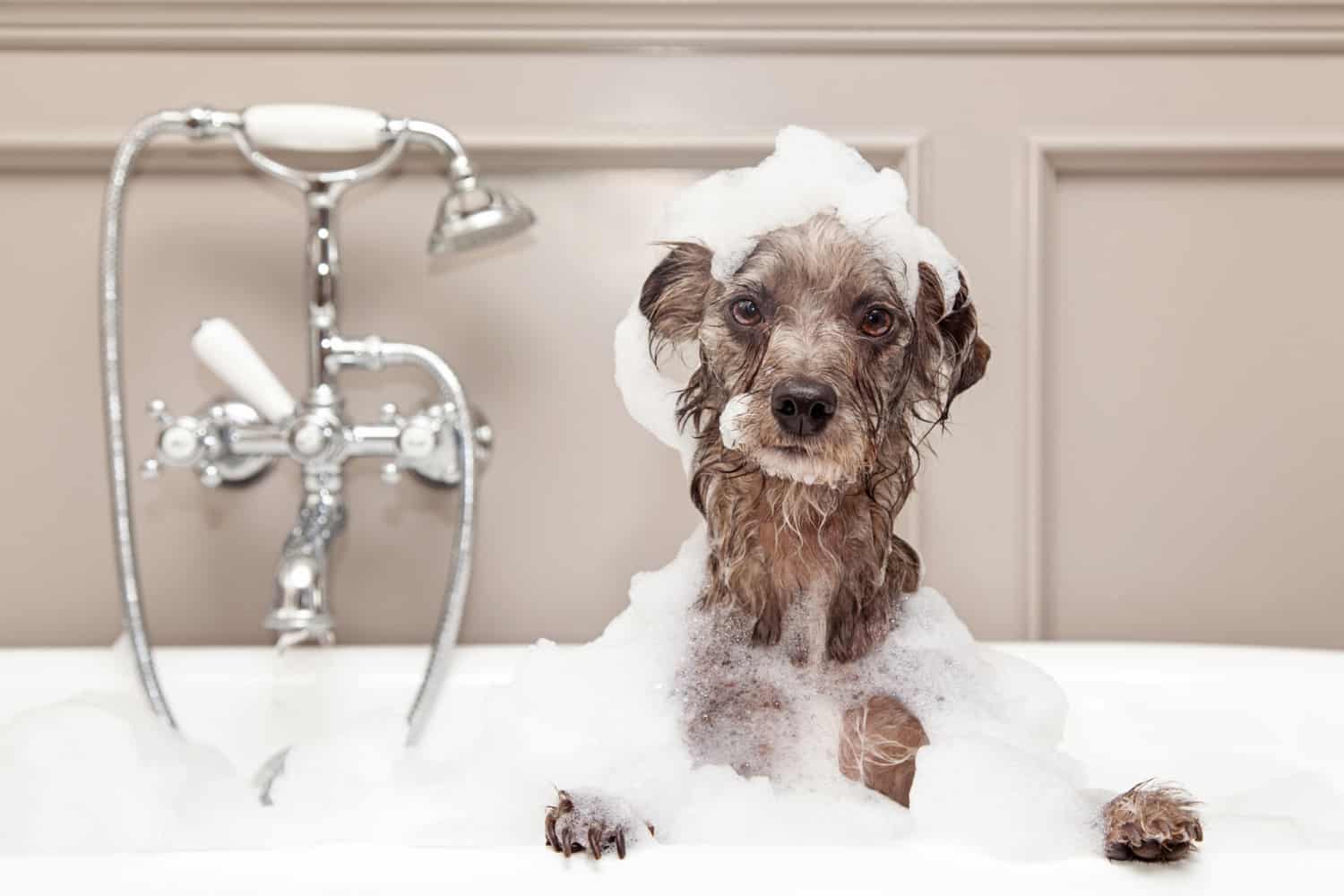 A cute little terrier taking a bath in a bubble bath with his paws raised on the edge of the tub