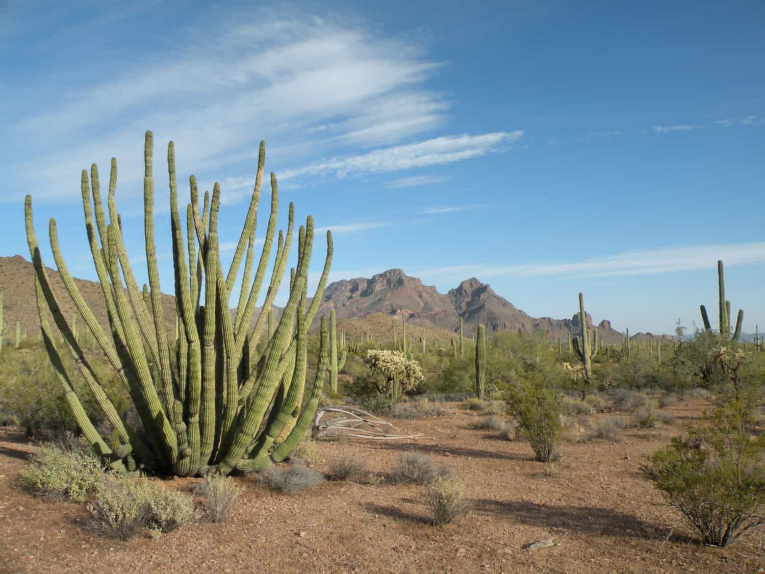 Landscape at pet friendly Organ Pipe Cactus National Monument in Arizona