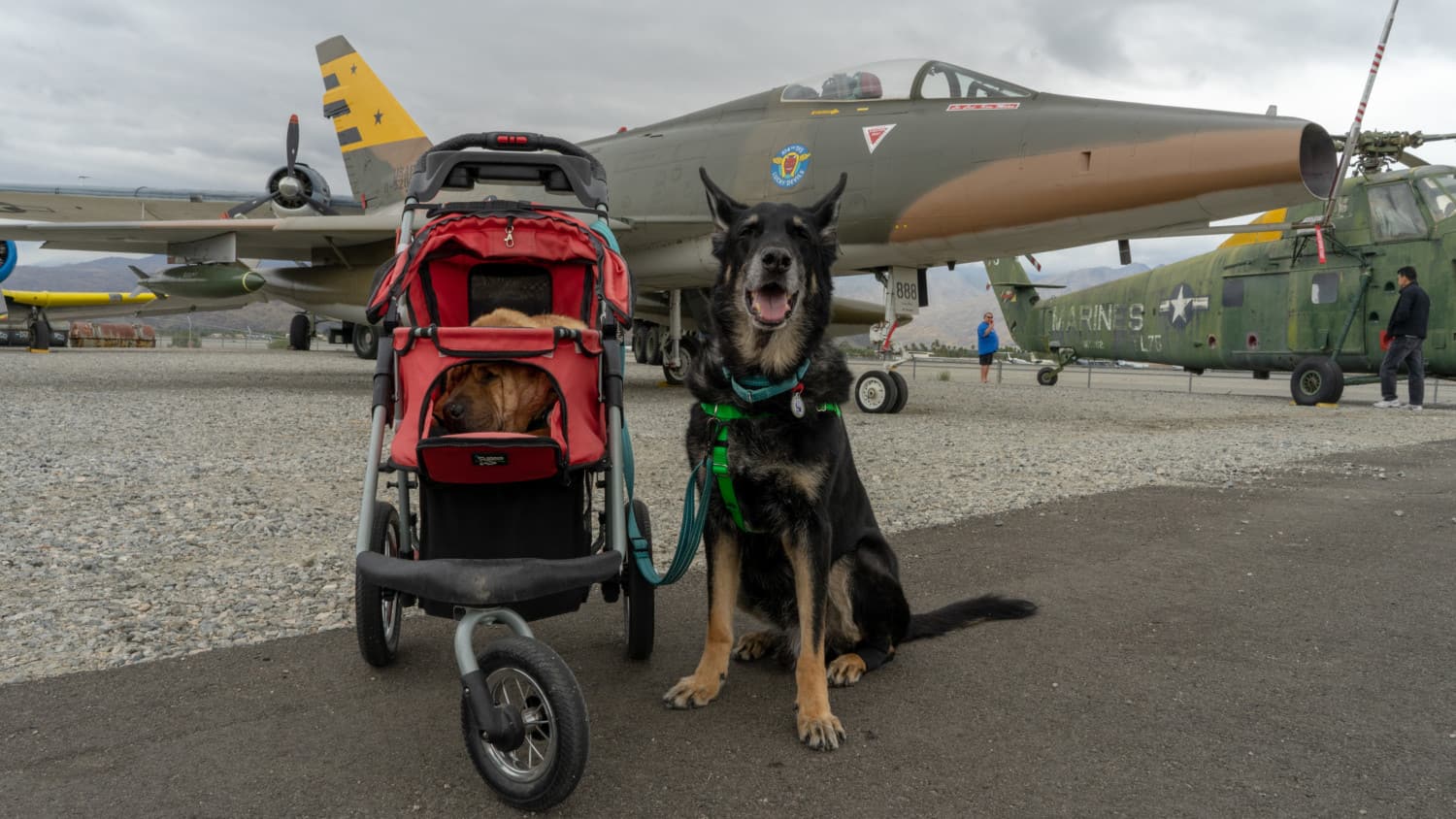 Ty and Buster, the GoPetFriendly.com dogs, in front of a plane at the pet friendly Palm Springs Air Museum in Palm Springs, CA