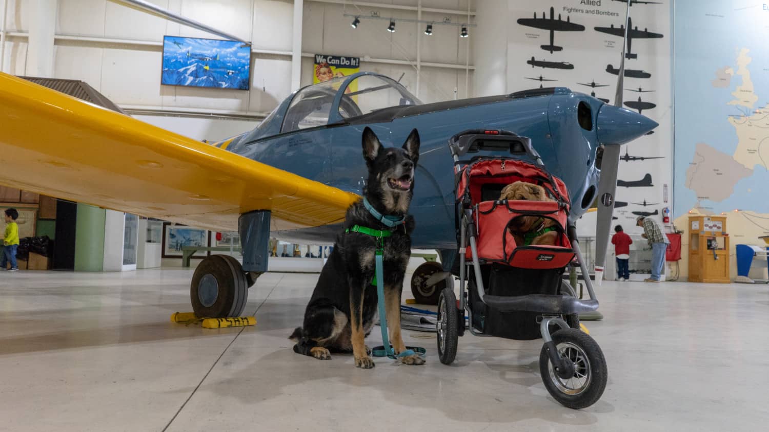 Ty and Buster, the GoPetFriendly.com dogs, in front of a plane at the pet friendly Palm Springs Air Museum in Palm Springs, CA