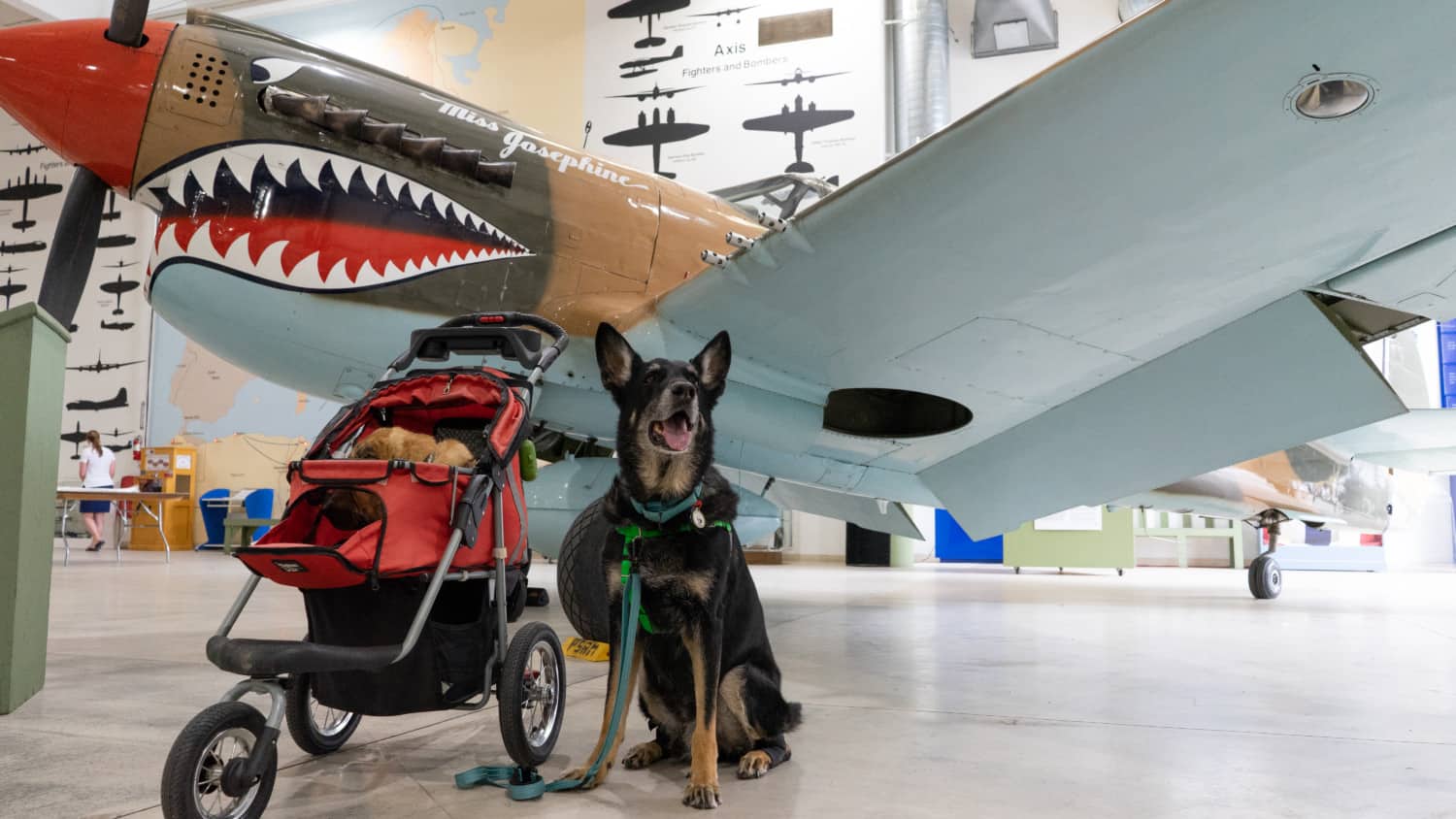 Ty and Buster, the GoPetFriendly.com dogs, in front of a plane at the pet friendly Palm Springs Air Museum in Palm Springs, CA